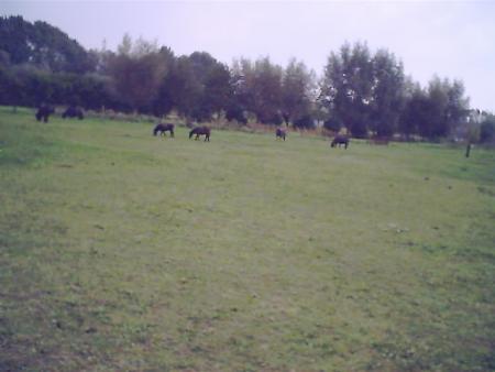les chevaux